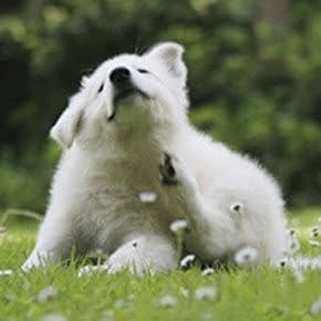 Verzorging & Hygiëne Verzorging & Hygiëne