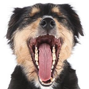 Gebitsverzorging Hond