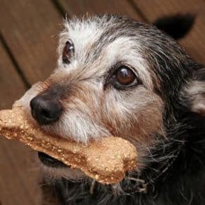 Hondensnacks Hondensnacks