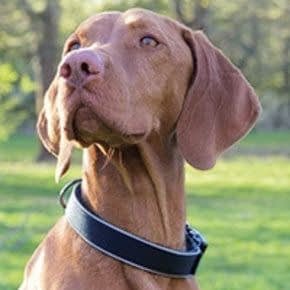 Hondenhalsbanden Hondenhalsbanden