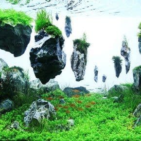 Aquarium Decoratie Avatar