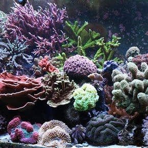 Aquarium Decoratie Kunst Koraal