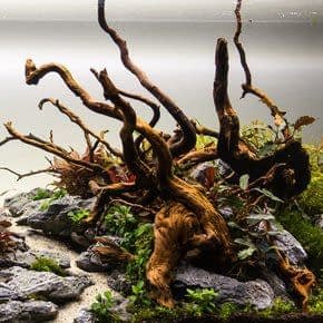Aquarium Decoratie Hout