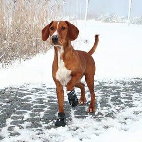 Hondenschoenen en Sokken Hondenschoenen en Sokken