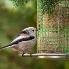 Vogel Voederhuisje Vogel Voederhuisje