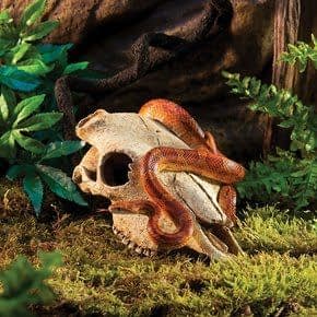 Terrarium Decoratie Terrarium Decoratie