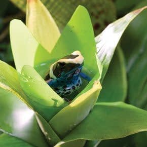 Terrarium Kunst Planten Terrarium Kunst Planten