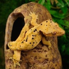 Terrarium Grot Terrarium Grot