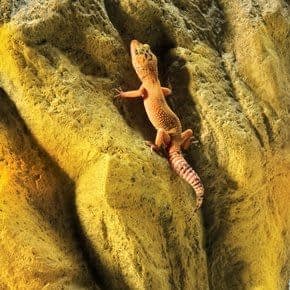 Terrarium Achterwanden Terrarium Achterwanden