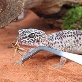 Terrarium Gereedschap Terrarium Gereedschap