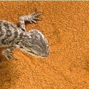 Bodembedekking Bodembedekking