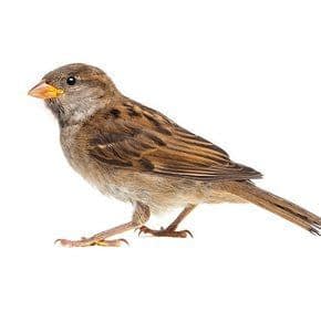 Dieren in de vrije natuur Dieren in de vrije natuur