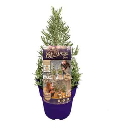 Lavendel kerstboom