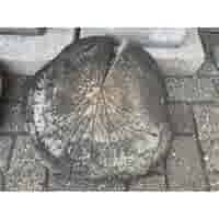 Boomschijf staptegel 30/45