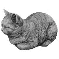 Poes loer groot