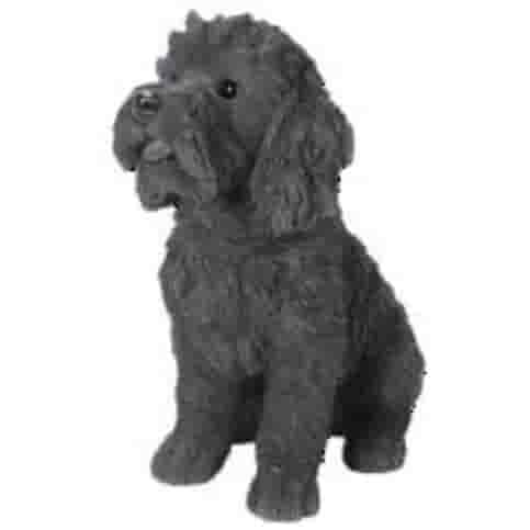 Labradoodle H37 cm