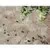 Flagstone Latte 8,4m2
