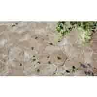 Flagstone Latte 8,4m2