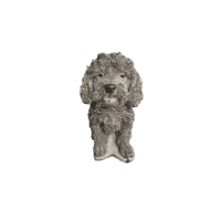 Labradoodle H37 cm
