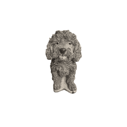 Labradoodle H37 cm