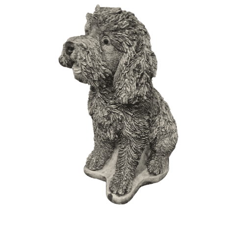 Labradoodle H37 cm