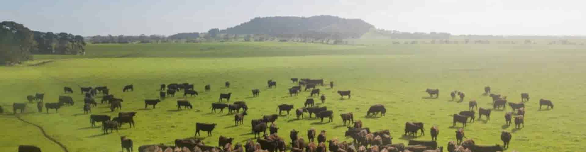Het verhaal achter Australisch Black Angus rundvlees