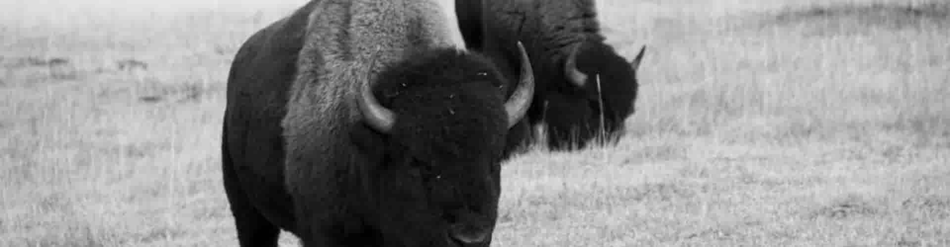 Alles over ons bizonvlees
