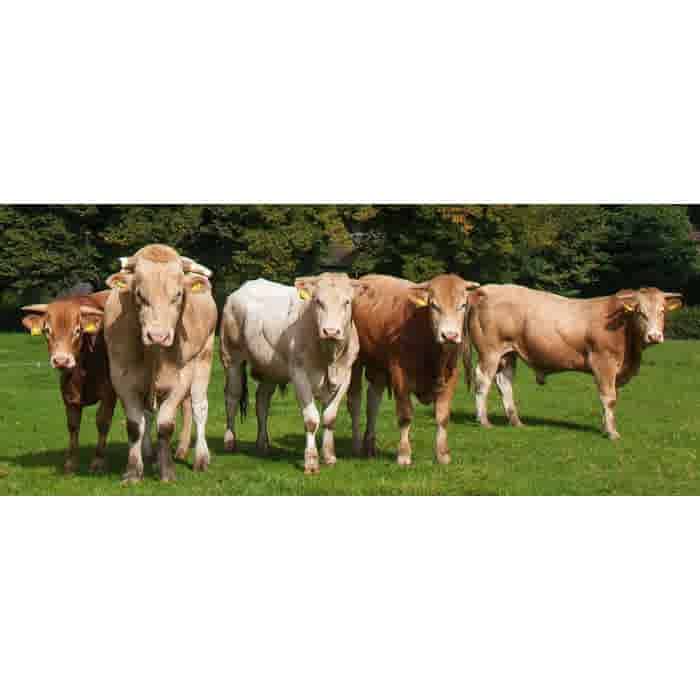 LeJean Chateaubriand Blonde d'Aquitaine