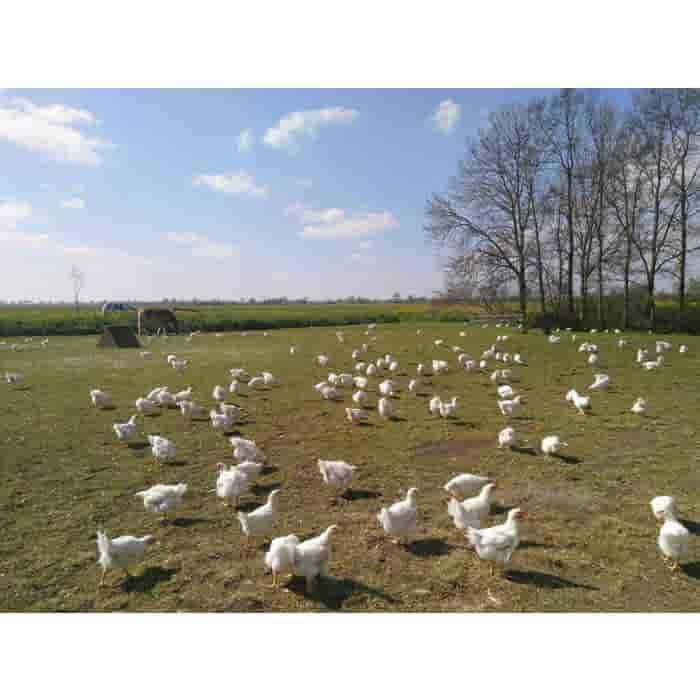 LeJean Kipfilet Polderhoen Biologisch LeJean Kipfilet Polderhoen Biologisch