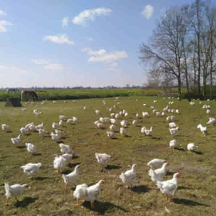 LeJean Biologische Kippenbout Polderhoen