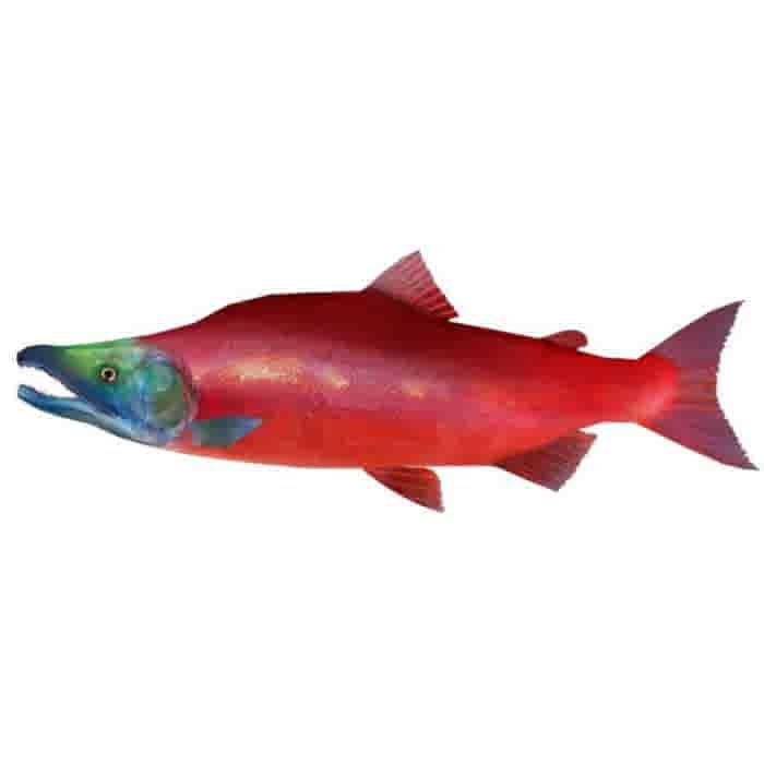 LeJean Wilde Sockeye zalmfilet MSC LeJean Wilde Sockeye zalmfilet MSC