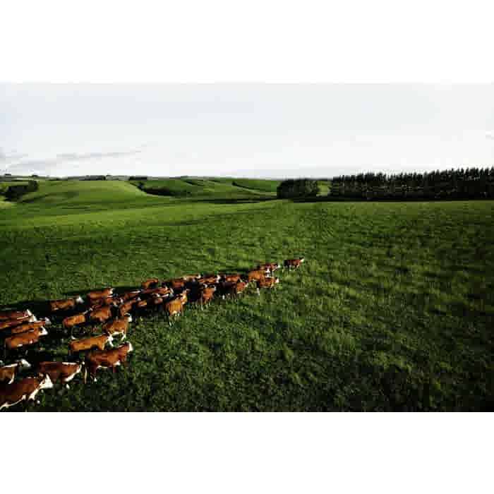 LeJean Ossenhaas Nieuw-Zeeland