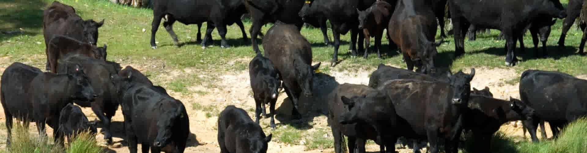 Wat is Black Angus rundvlees?