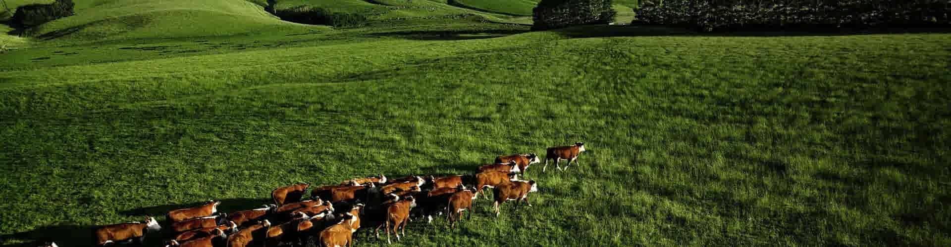 Maak kennis met grasgevoerd rundvlees uit Nieuw-Zeeland 