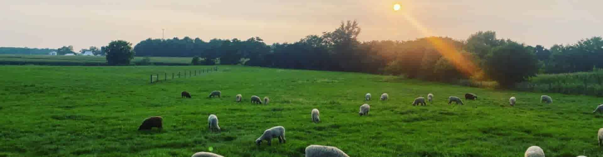 Maak gebruik van deze tips voor heerlijks mals lamsvlees