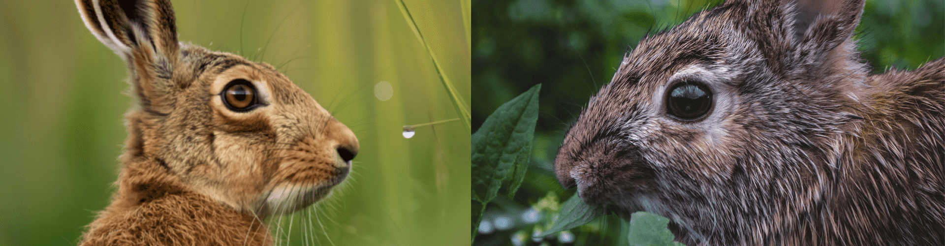 Wat is het verschil in smaak tussen een haas en konijn?