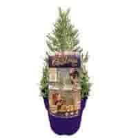 Lavendel kerstboom