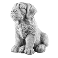 Golden retriever H30 cm