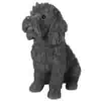 Labradoodle H37 cm