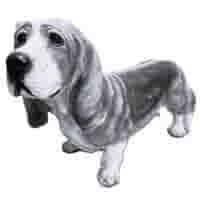 Basset H36 cm