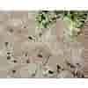 Flagstone Latte 8,4m2