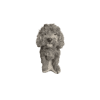 Labradoodle H37 cm