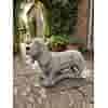 Basset hondenbeeld van beton H36 cm